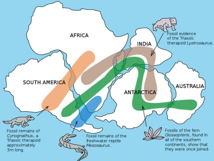 Existence Of Pangaea Proven With Evidence Of Similar Fossils Across Continents
