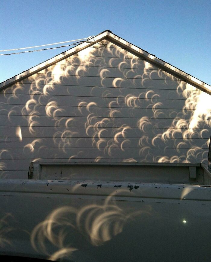 Shadows Cast From A Tree During An Eclipse