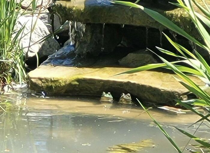 Two Frog Chillin Under A Water Fall