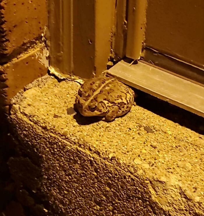 This Toad Is Always Chilling In The Same Spot Every Night By The Entry To My Apartment