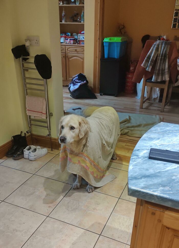 Mi perro masticó un agujero en su toalla y metió la cabeza en él. Ahora la lleva por la casa como un poncho