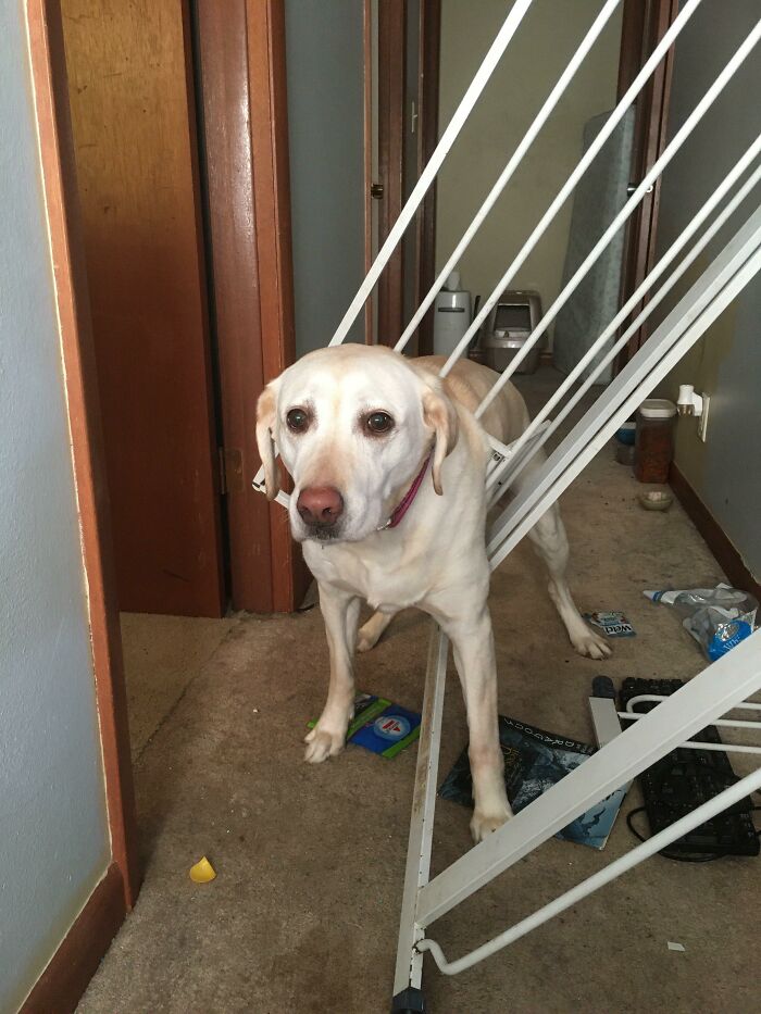 Mistakes Were Made. It Required A Call To The Non-Emergency Fire Dispatch, 4 And Lots Of Treats. She Was Unharmed, Just Filled With Regret And Shame. And One Dead Baby Gate