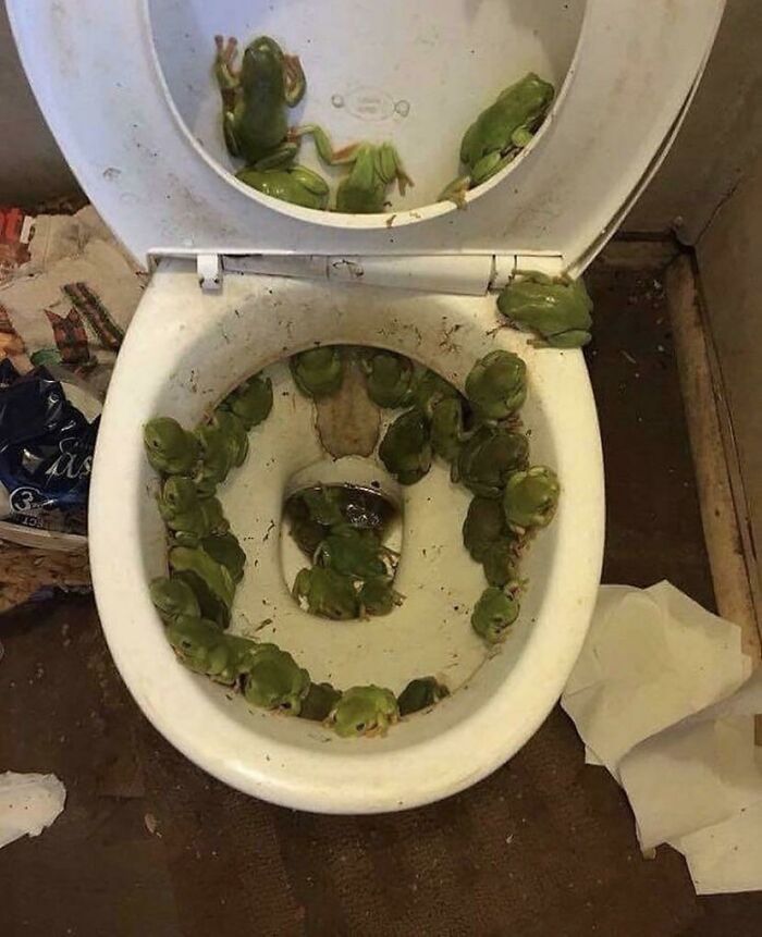 Frogs In Da Toilet Frogs In Da Toilet