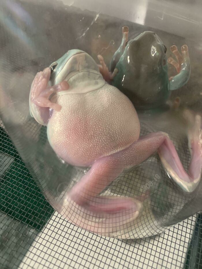 My Frogs Acting Like It’s The End Of The World When I Clean Out Their Cage And Put Them In A Large Tupperware