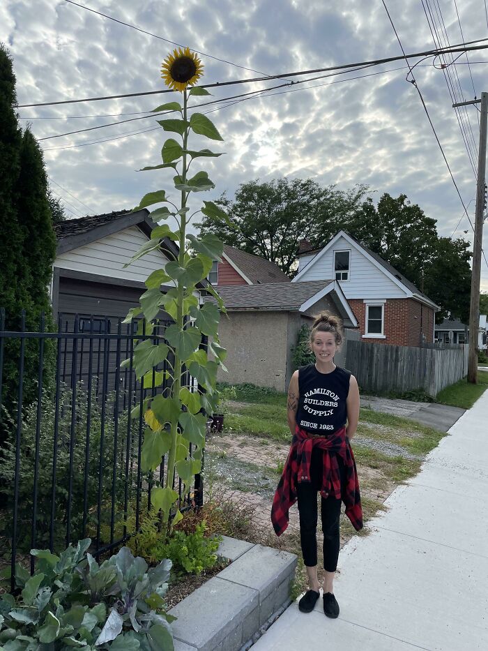 Found A Very Tall Sunflower, I’m 5’10 For Comparison