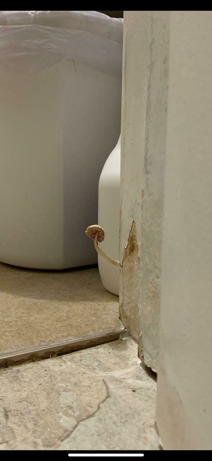 At My Airbnb There’s A Mushroom Growing Out Of The Bathroom Door