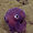 tinyoctopus avatar
