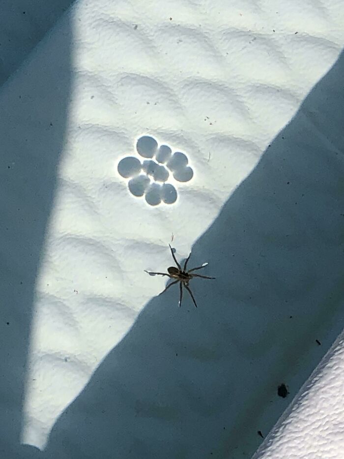 The Shadow Made By This Spider In My Pool