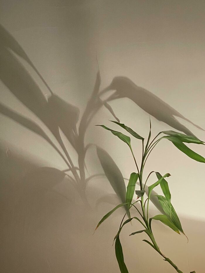 The Shadow Of My Bamboo Plant, Looks Like A A Humming Bird