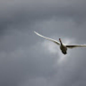 franckkerisit avatar