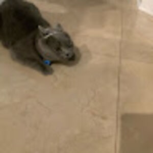 albertstoyanov avatar