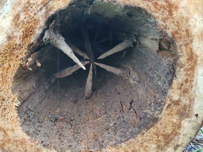 A Hollow Tree With Branches On The Inside