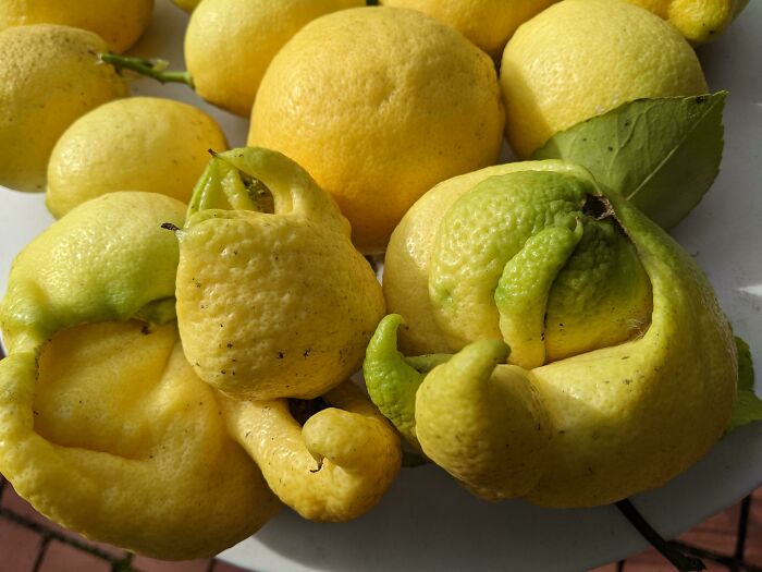 Demon Lemons From My Yard