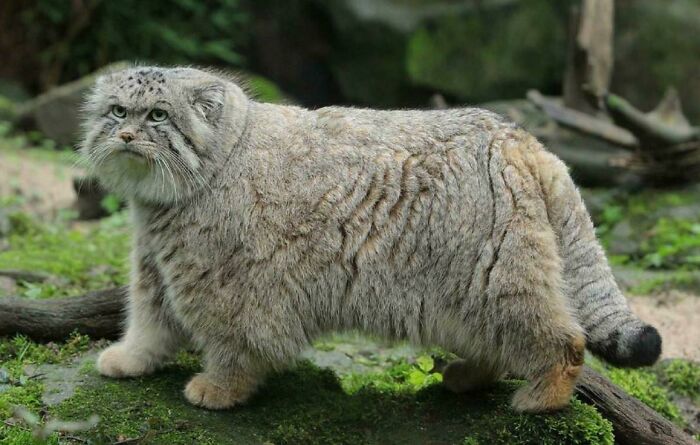 El manul (o gato de Pallas) de Asia Central tiene el pelaje más largo y denso de todas las especies de gatos