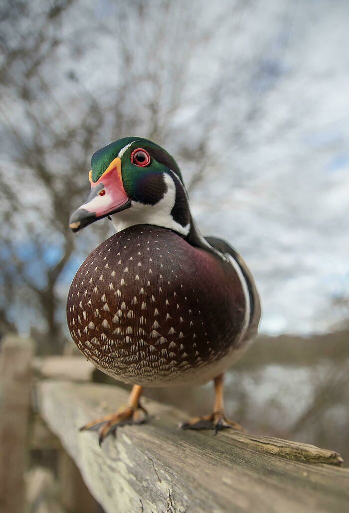 Unlike Most Other Ducks, The Wood Duck Has Sharp Claws For Perching In Trees And Can, In Southern Regions, Produce Two Broods In A Single Season—the Only North American Duck That Can Do So