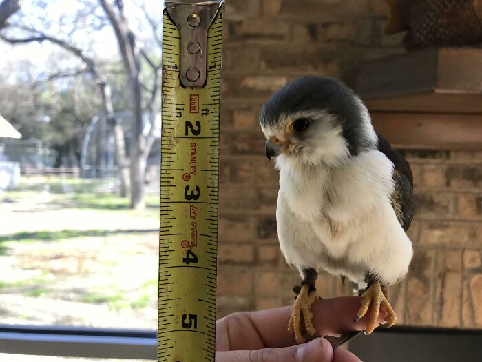 The Pygmy Falcon Is The Smallest Raptor In Africa - Adults Are Less Than 8” Long