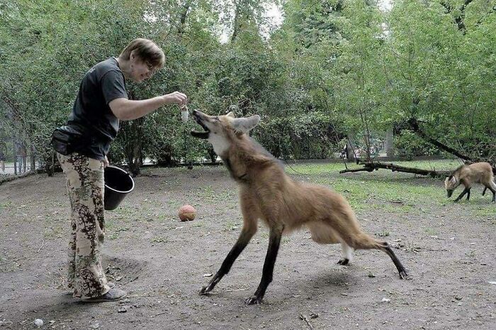 The Maned Wolf (Chrysocyon Brachyurus) Is The Largest Canid In South America. His Marks Resemble Those Of Foxes, But He Is Not A Fox Or A Wolf. It Is The Only Species Of The Genus Chrysocyon (Which Means "Golden Dog"). These Wolves Are Also Commonly Mistaken For “El Chupacabra”