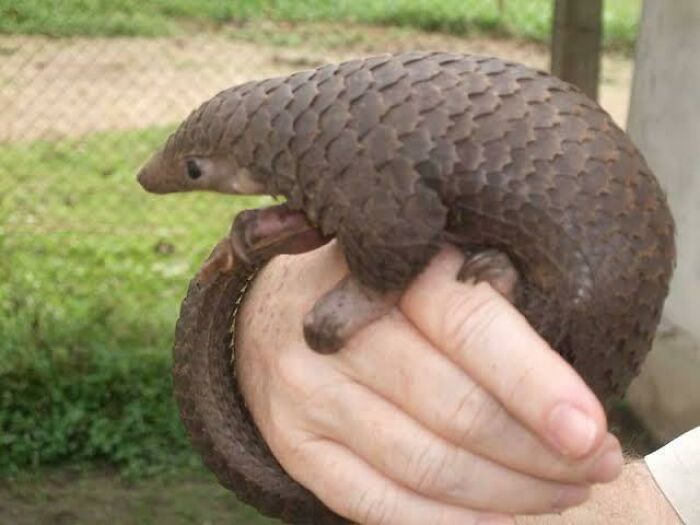 Pangolins, Despite Looking Similar To Anteaters And Armadillos, They Are Actually Closer Related To Bears, Cats, And Dogs.