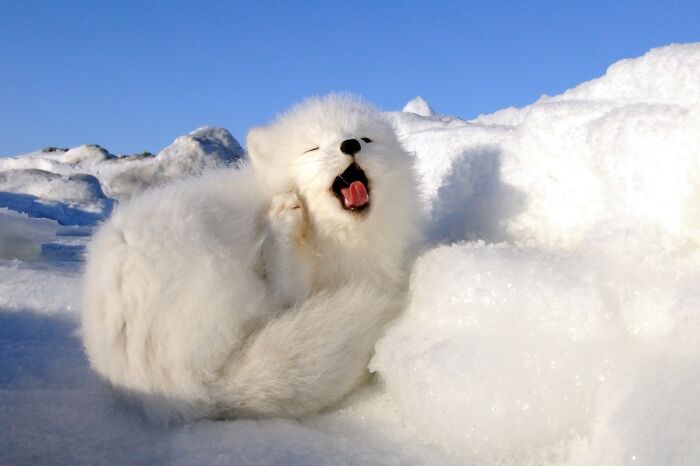 Arctic Fox Yawning, Unperturbed By The Cold Thanks To Its Thick, Insulating Coat Which Allows It To Survive Temperatures That Other Organisms Cannot