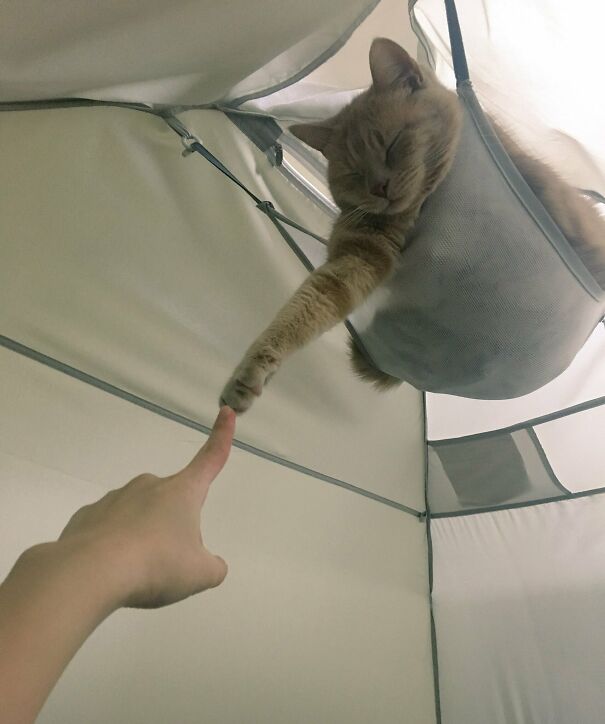 Tent Cat 