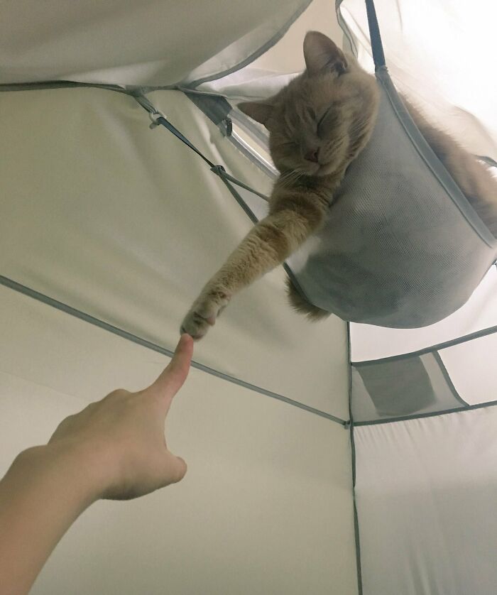 Gato de tienda de acampar