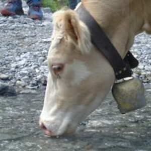 bert_pelgrims1 avatar