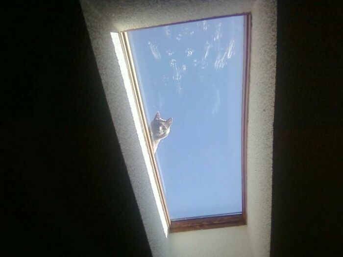 El gato del techo te mira