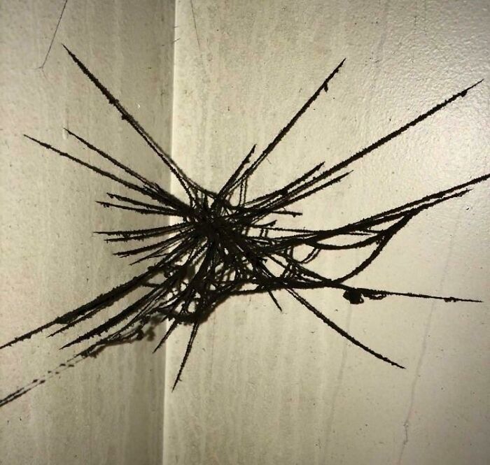 A Soot Covered Spiderweb