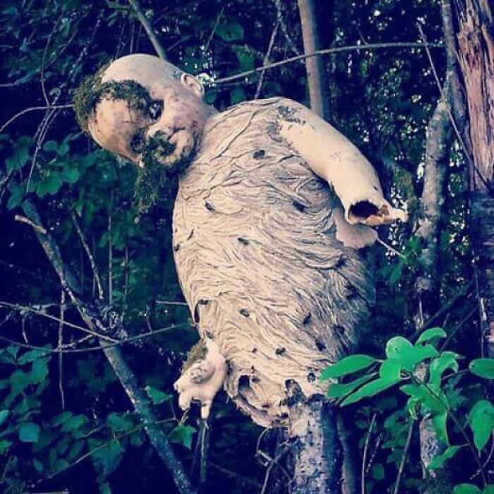 This Wasp Nest