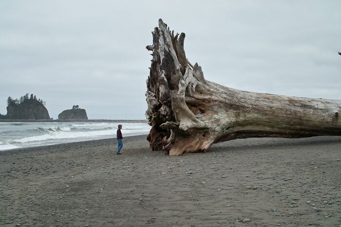 Trees Occasionally Beach Themselves In The Search For Food
