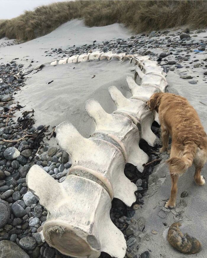 Columna vertebral de una ballena