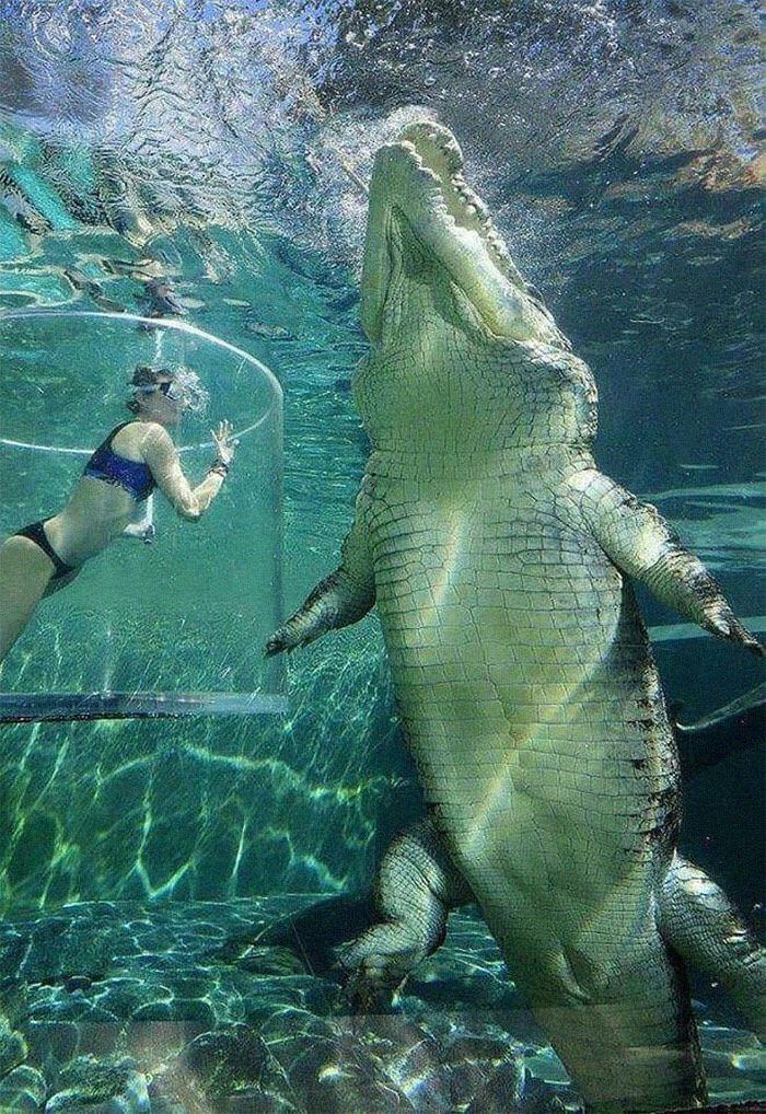 This Saltwater Crocodile