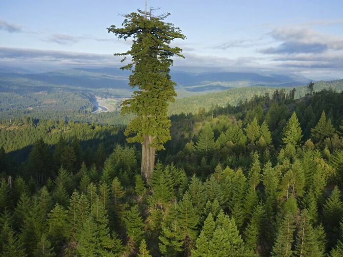 Una secuoya en un bosque de coníferas