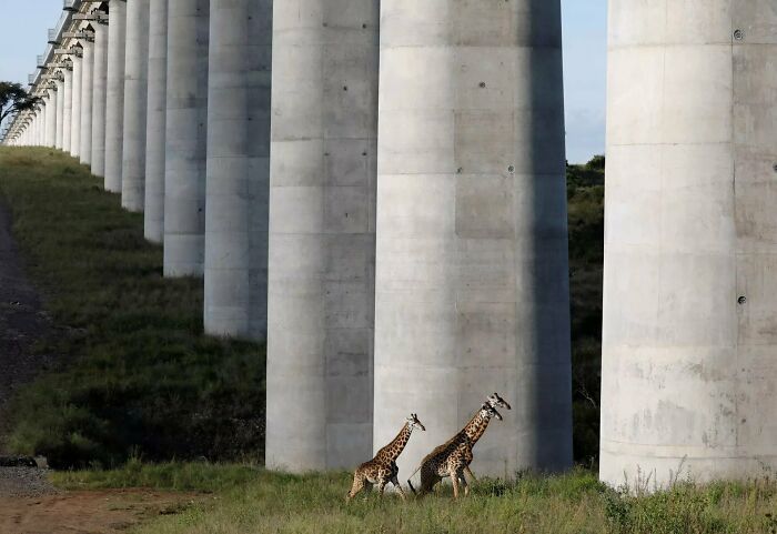 Railway Bridge In Nairobi National Park, Kenya