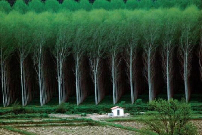 House Near A Plantation