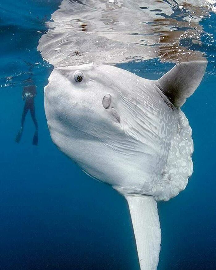 Mola Mola: el pez óseo más grande del mundo
