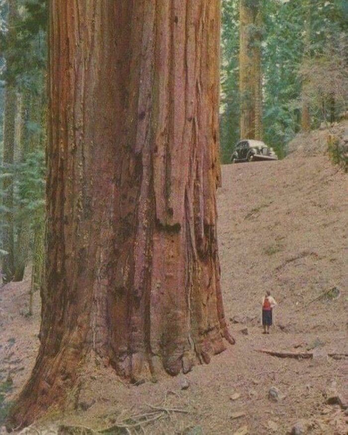 Redwood Trees