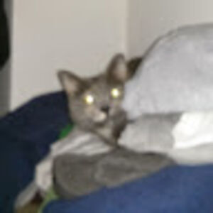 elizabethdunbar avatar