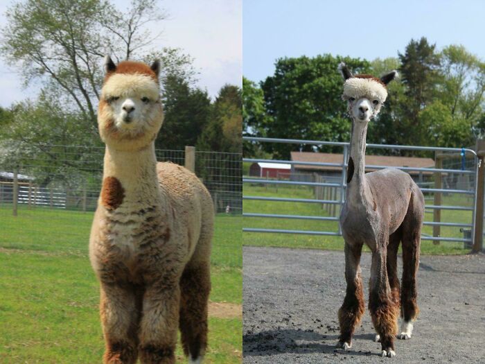 Alpaca Before And After Shearing. That Is All
