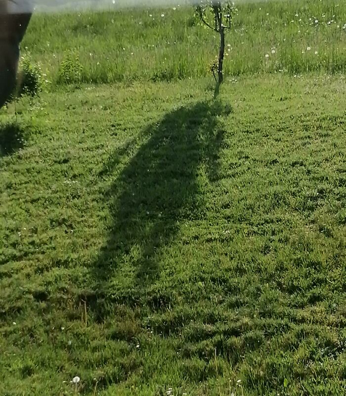 This Shadow Of A Tree In My Mum's Garden