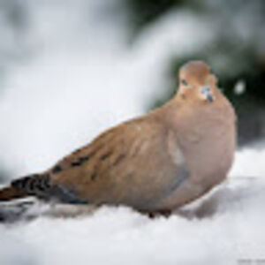 leilaniatwood avatar