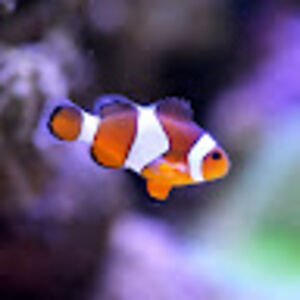 cameronkablawi avatar