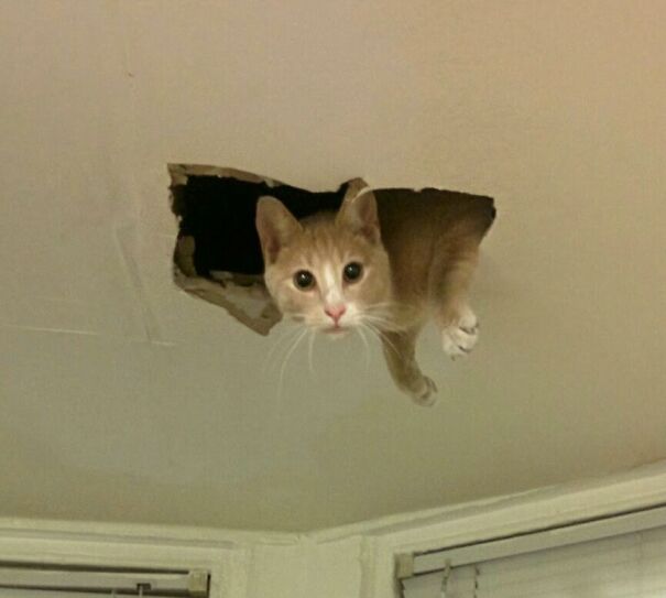 Ceiling Cat Lives In My Apartment Building