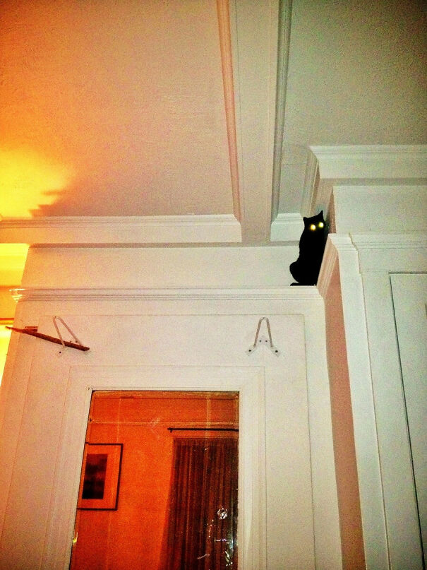 Fernanda Torres, Ceiling Cat