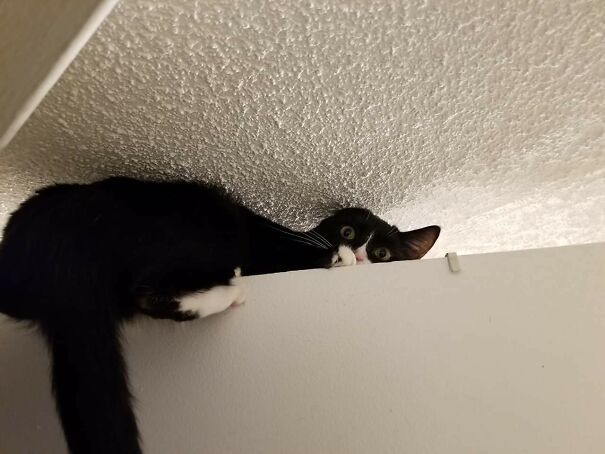 He Finally Got His Wish And Made It On Top Of The Door. And Got His Butt Stuck Cause The Ceiling Was Too Low