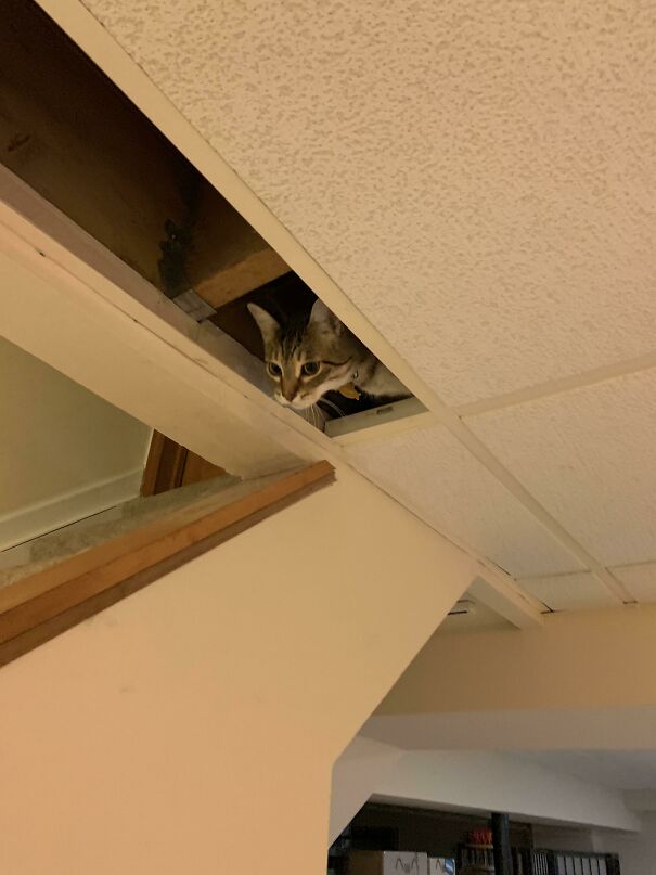Cats Are Smart They Said. Yeah Well Mine Ended Up In The Ceiling Forgetting How He Got In And Meowing While I’m In Class