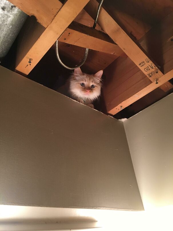 My Sisters Cat Likes To Watch You Go To The Bathroom From The Ceiling