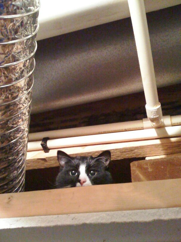 He Didn't Want To Get In The Crate To Go To The Vet, So He Hid In The Basement Ceiling Rafters. Appointment Postponed