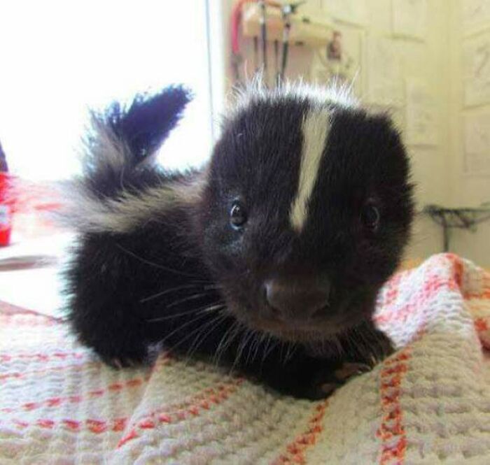 Suddenly, A Tiny Baby Skunk