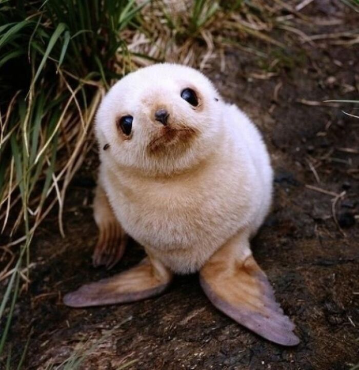 We Need More Baby Seal Around Here